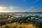 Gray's Harbor Mud Flats