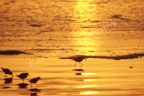 Shorebirds at Sunset