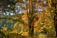 Autumnal Shed