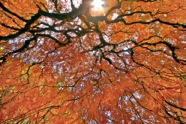 Under the Japanese Maple