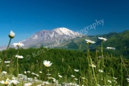 St Helens & Flowers