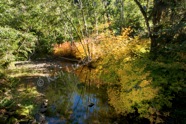 Autumn Stream