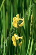 Wild Iris