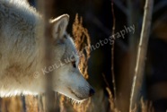 Canis Lupus