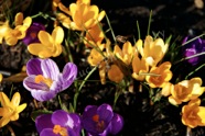 Crocuses in Spring