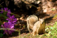 Curious Bushytail