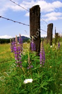 Fence Line