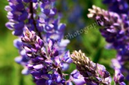 Lupines in Spring