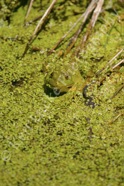 Peek-A-Boo Frog