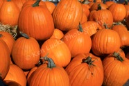 Plenty O' Pumpkins