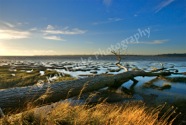 Gray's Harbor Mud Flats