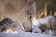 Sniffin' for Breakfast